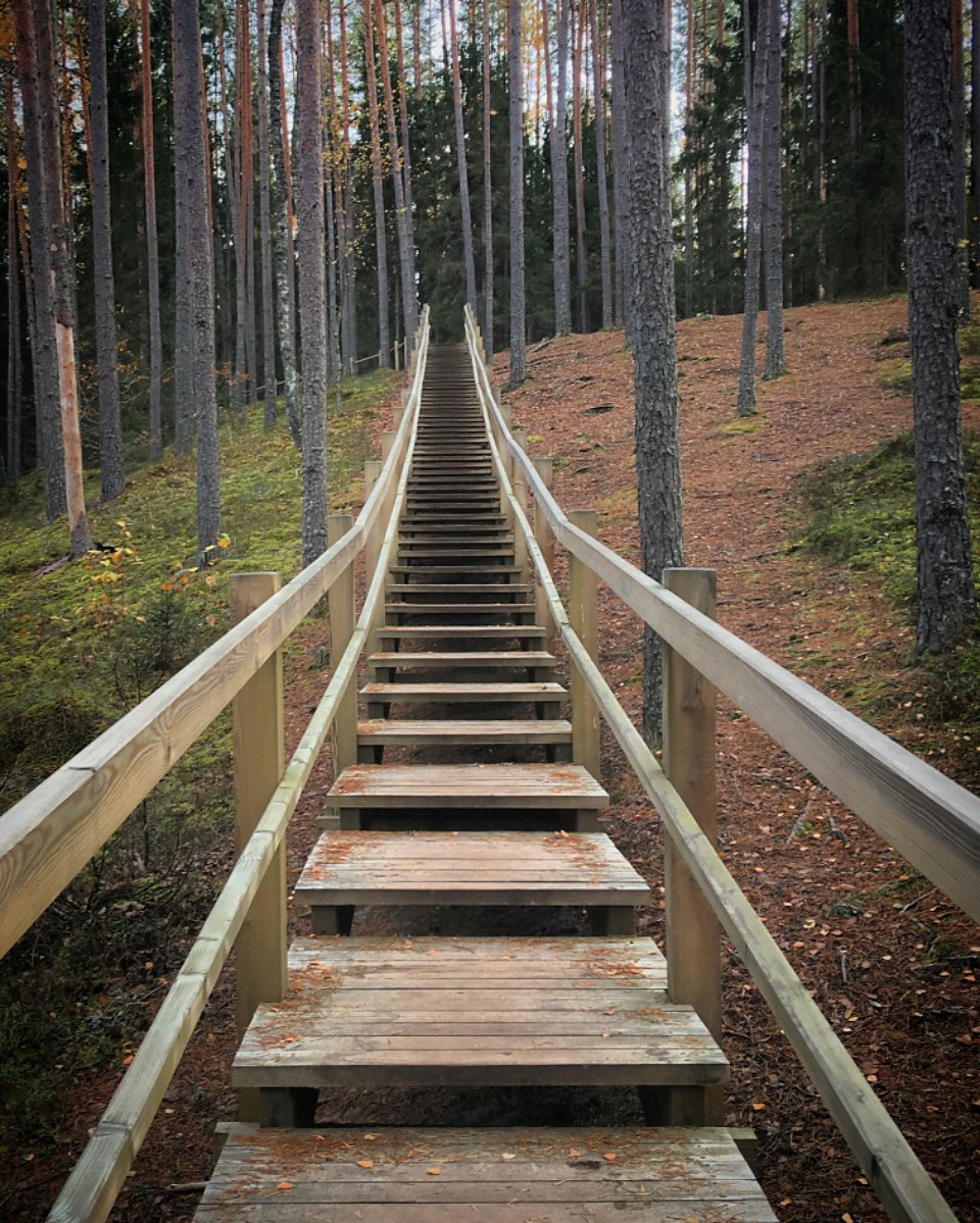 A timber boardwalk leading into native forest